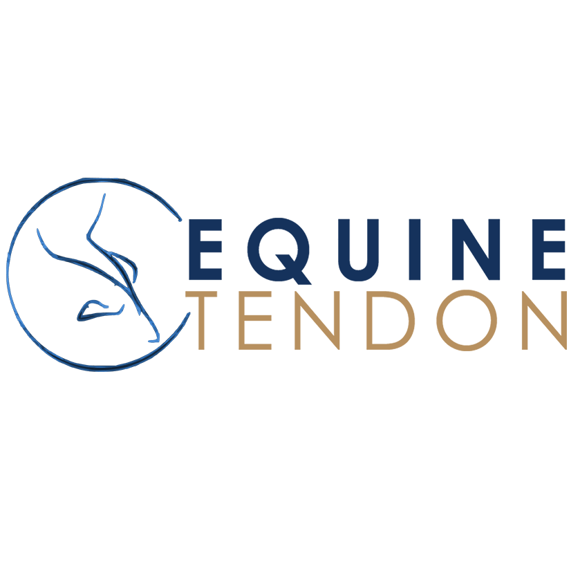 Equine Tendon